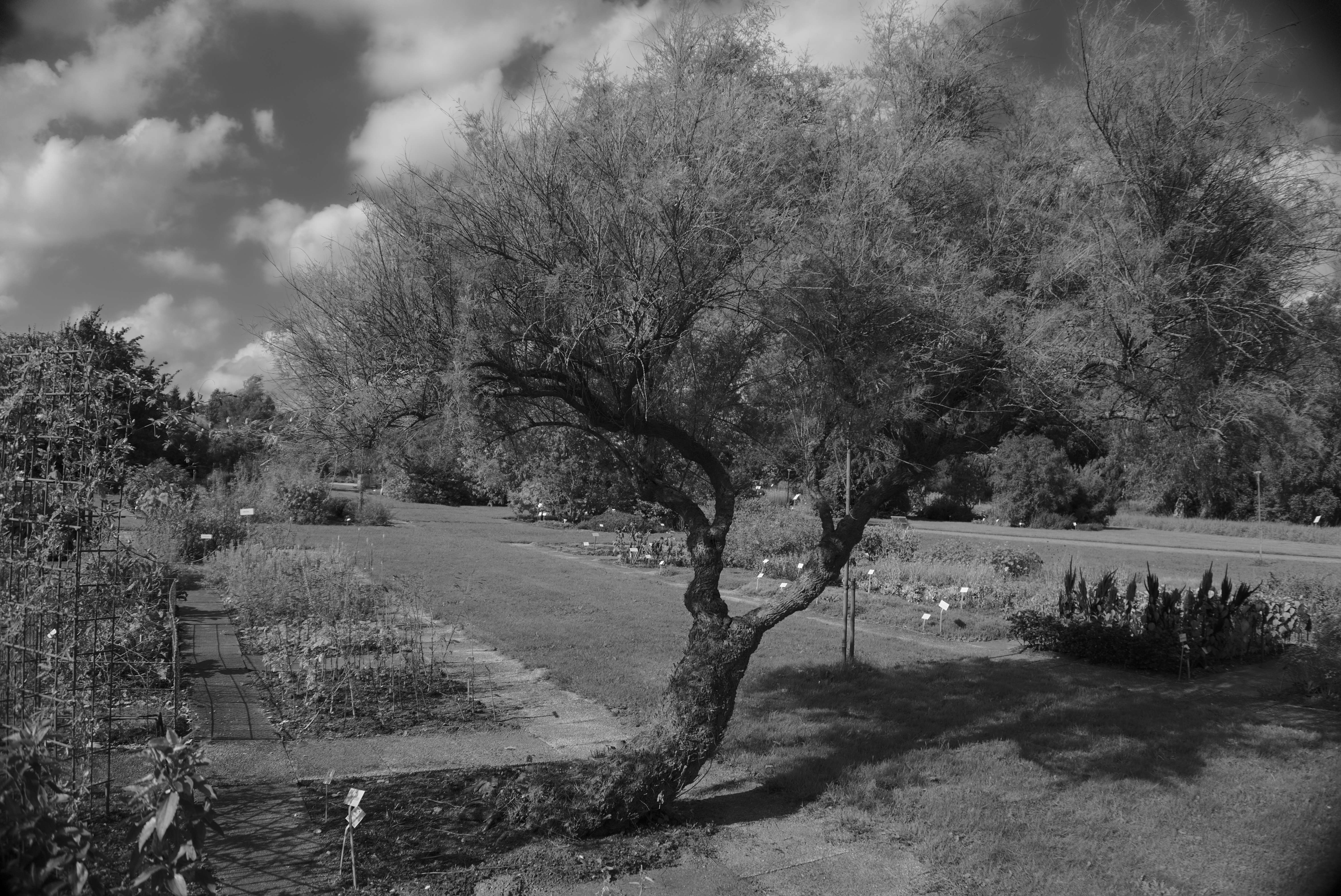 Tree in Botanical Garden